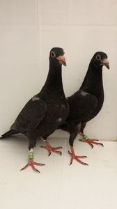 vanduti