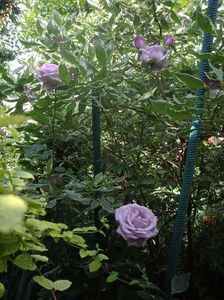 IMGP1654
