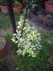 vita salbatica bicolora