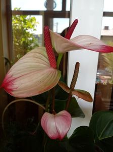 Anthurium Amalia Elegance alb cu roz