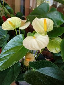 Anthurium Vanilla galben