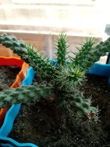 Cylindropuntia Imbricata