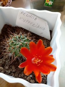 Rebutia Kupperiana