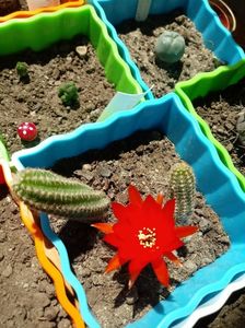 Chamaecereus Sylvestris- Peanut Cactus