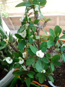 Euphorbia Milii-Coronita lui Hristos