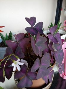 OxalisTriangularis