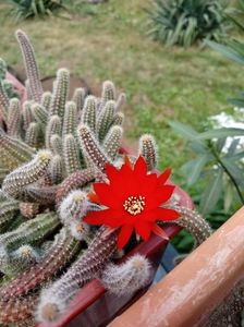 Chamaecereus Sylvestris- Peanut Cactus