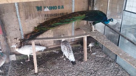 IMG-20180509-WA0033