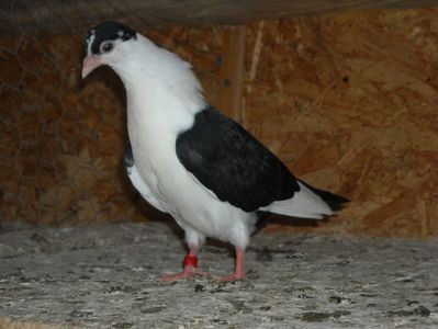 pierdut