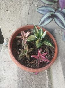 cryptanthus