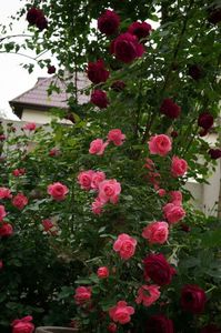 ; Leonardo & Falstaff
