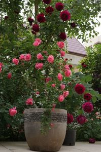 ; Leonardo & Falstaff
