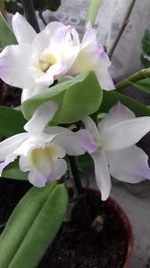 Dendrobium nobile