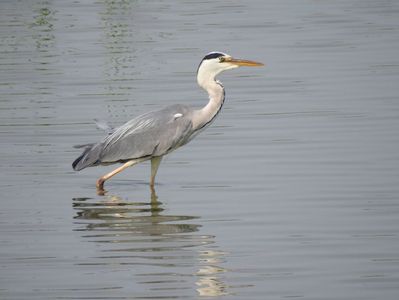 Stârc cenușiu (Ardea cinerea)