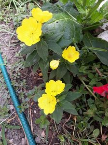 34193400_10205203713889994_3397559992901959680_n - Copie (2)