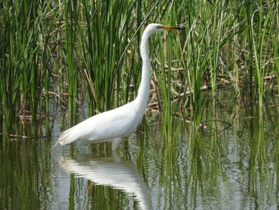 Egretă mare (Ardea alba)