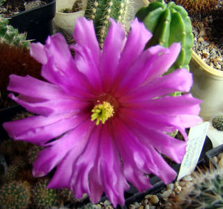 Echinocereus morricalii