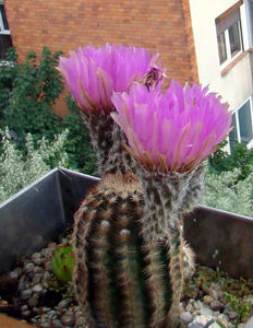 Echinocereus reichenbachii