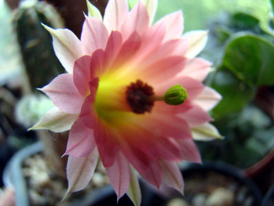 Echinocereus scheeri