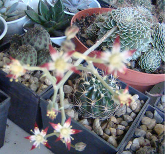 Graptopetalum filiferum