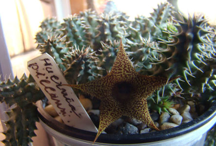 Huernia pillansii