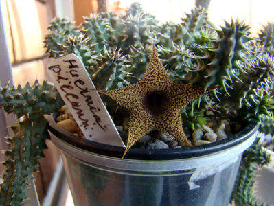 Huernia pillansii