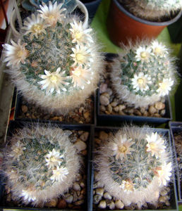 Mammillaria bocasana