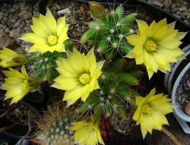 Mammillaria logimamma