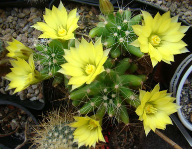 Mammillaria logimamma