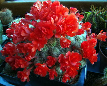 Rebutia fabrisii nana