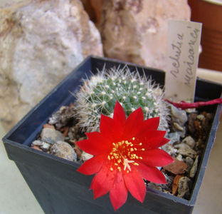 Rebutia marsoneri