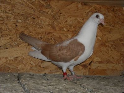 pierdut