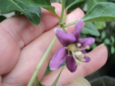 floare de goji