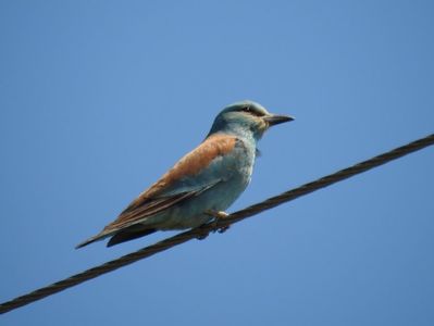 Dumbrăveanca (Coracias garrulus)