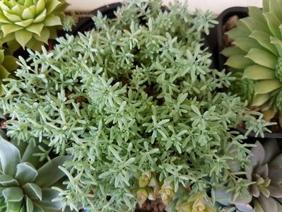 Sedum hispanicum