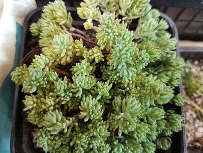 Sedum hispanicum