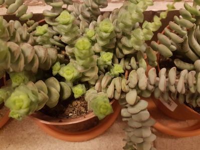 Crassula marnieriana