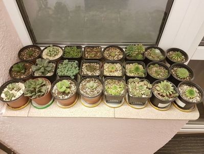 Africa de sud + sempervivum