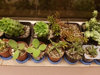 Suculente; Sedeveria letizia - Sedum rubrotinctum - Sedum morganianum - Kalanchoe laetivirens - Bryophyllum delagoense
