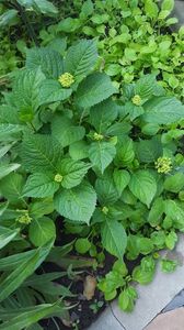 Hortensia si ochiul boului :)