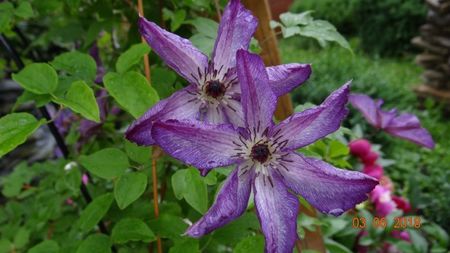 Venosa Violacea