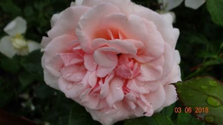 Aphrodita