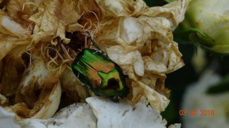 cosmarul gradinarului