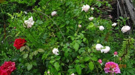 The Wedgewood Rose