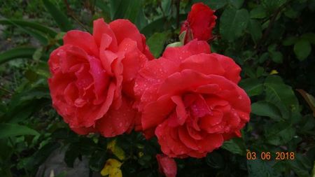 Fragrant Cloude