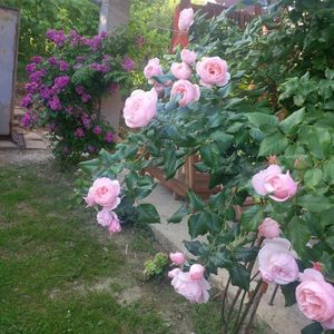 perennial blue si nahema