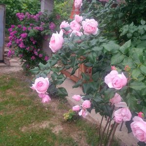 perennial blue si nahema