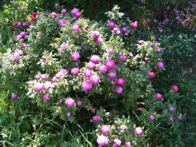 Pompon de Bourgogne