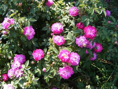 Pompon de Bourgogne