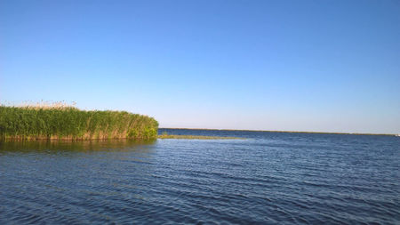 lacul Rosu; stuf , egrete, pescarusi
